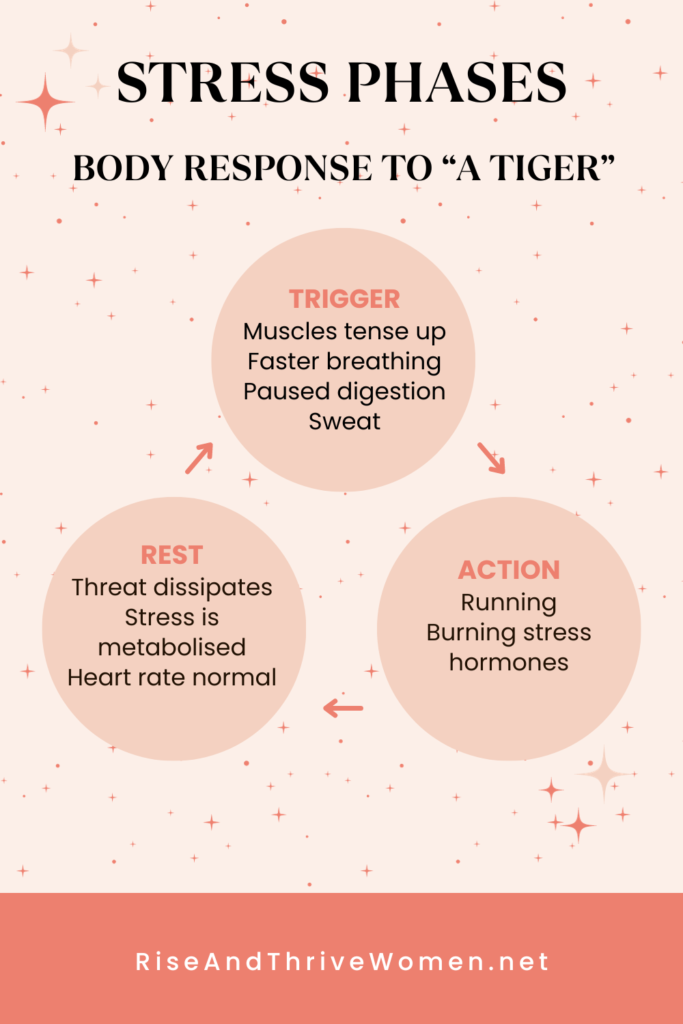 Stress phases 17 Tips How to Deal With Challenges in Life