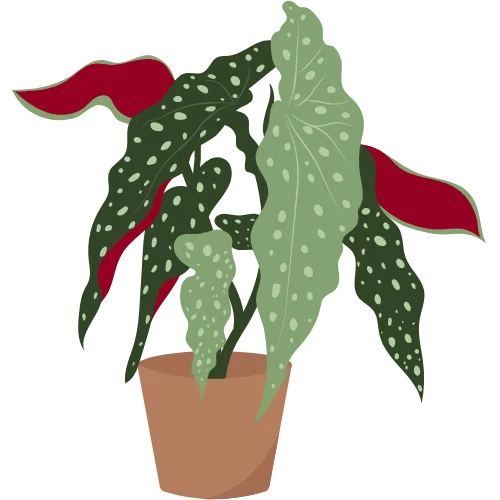 Crazy plant lady